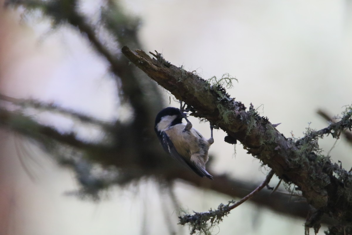 Coal Tit - ML609146180