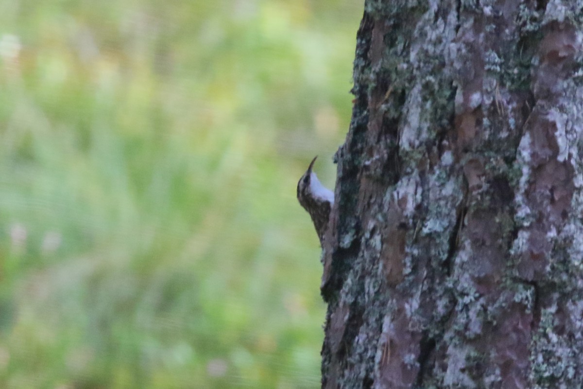 Eurasian Treecreeper - ML609146188