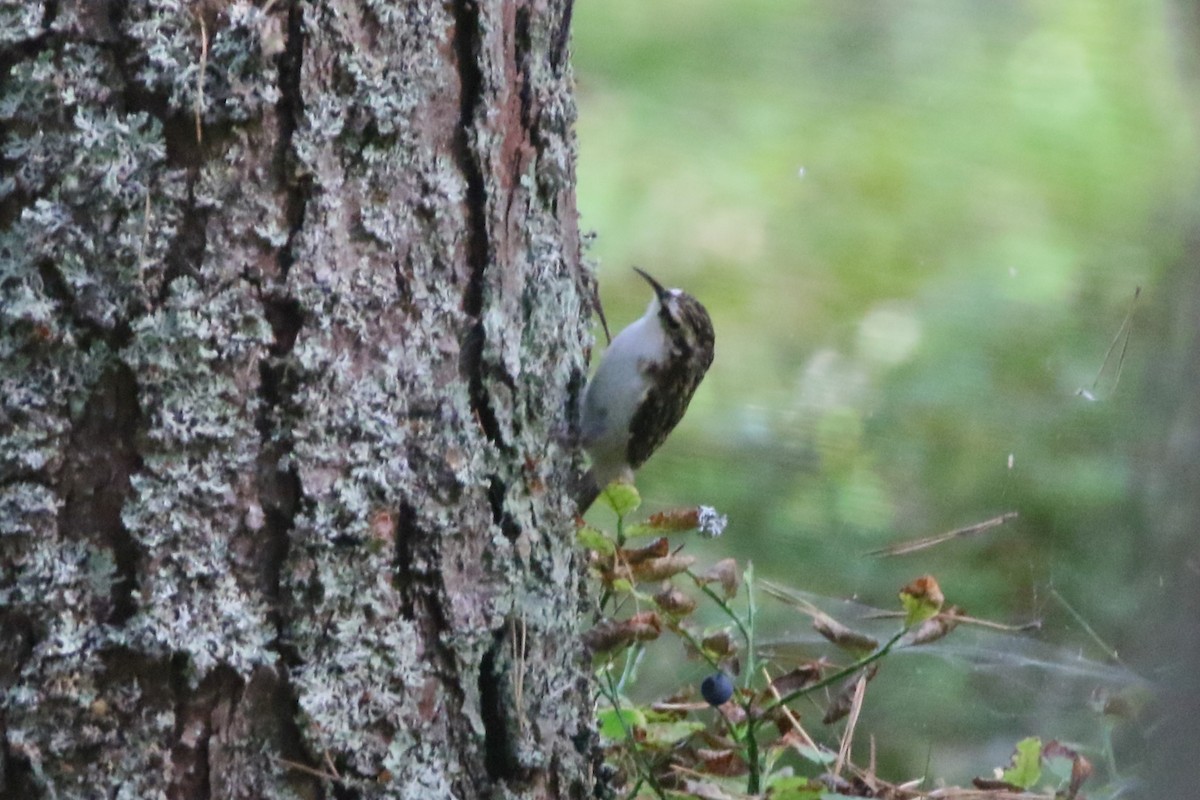 Eurasian Treecreeper - ML609146189