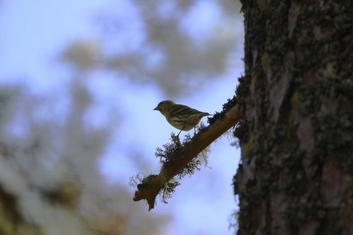 Eurasian Siskin - ML609146196