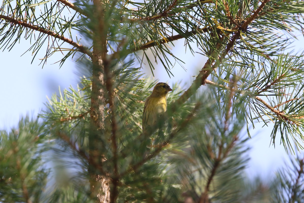 Eurasian Siskin - ML609146197