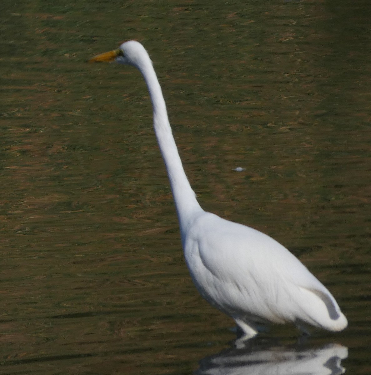 Great Egret - ML609146205