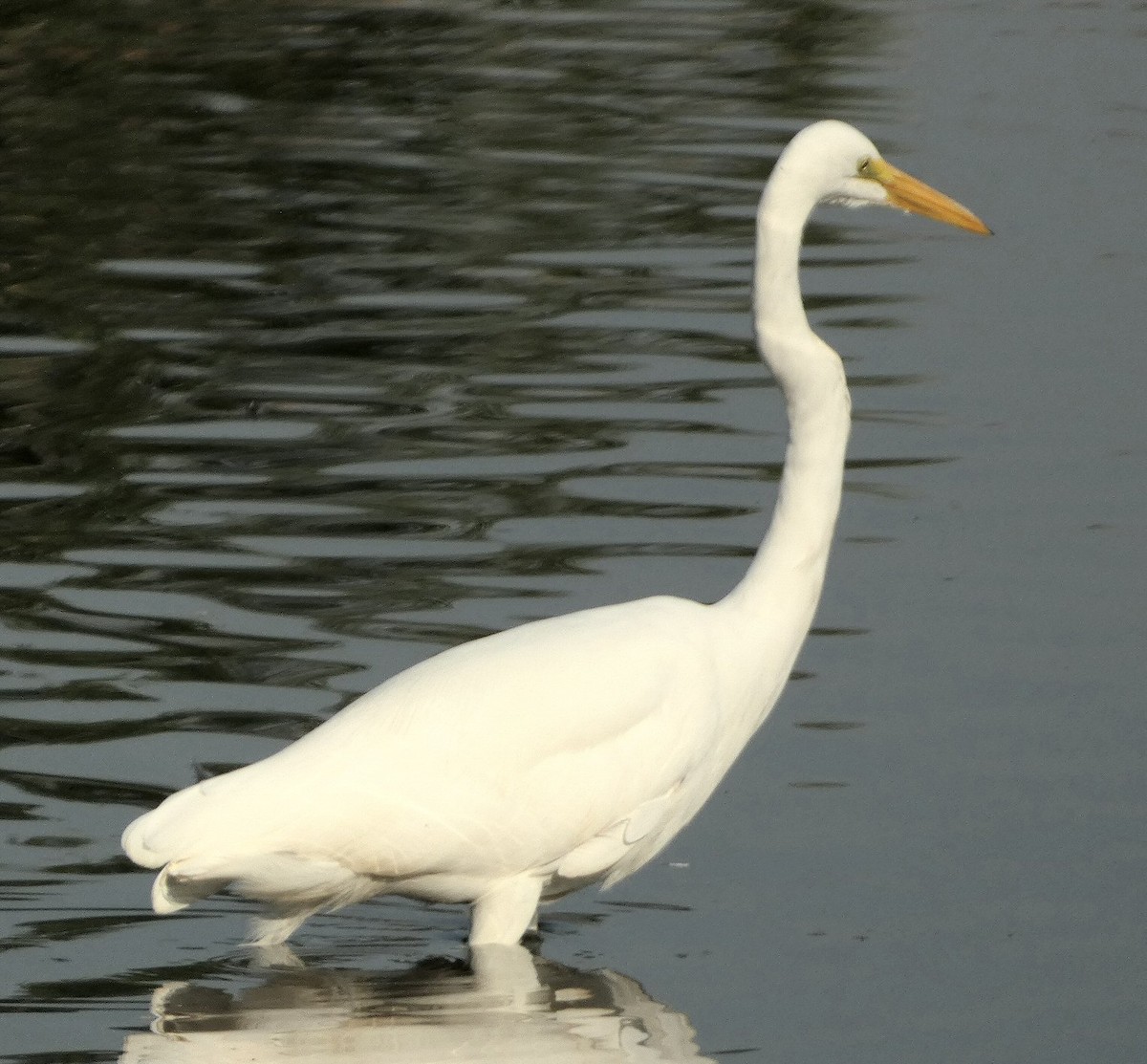 Great Egret - ML609146206