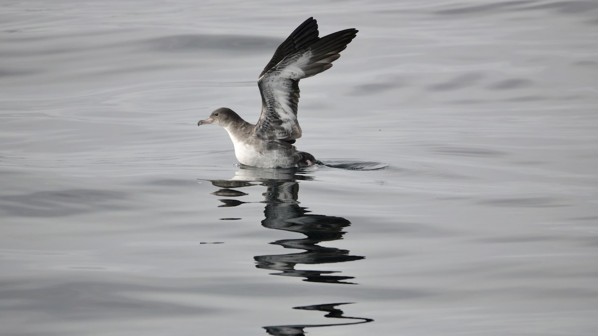 Pink-footed Shearwater - ML609146253