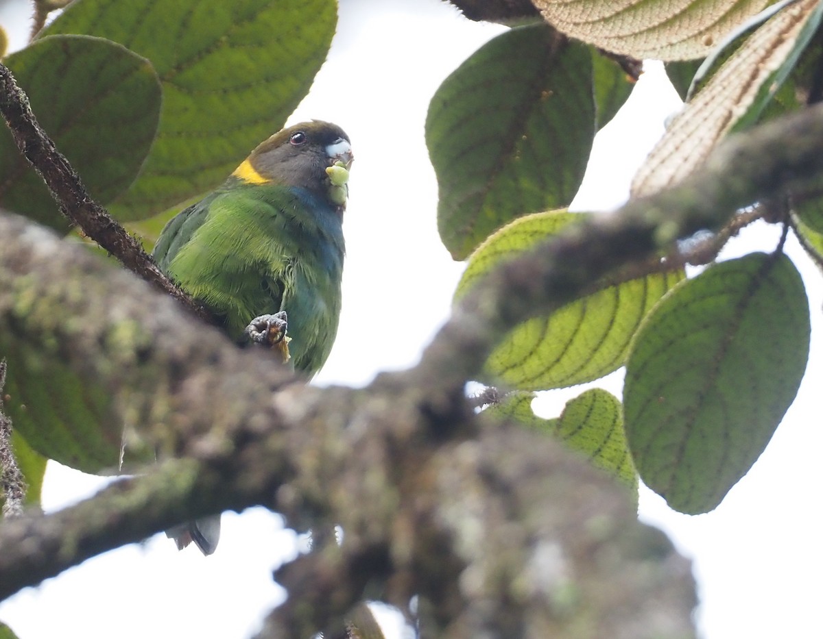 Painted Tiger-Parrot - ML609146274