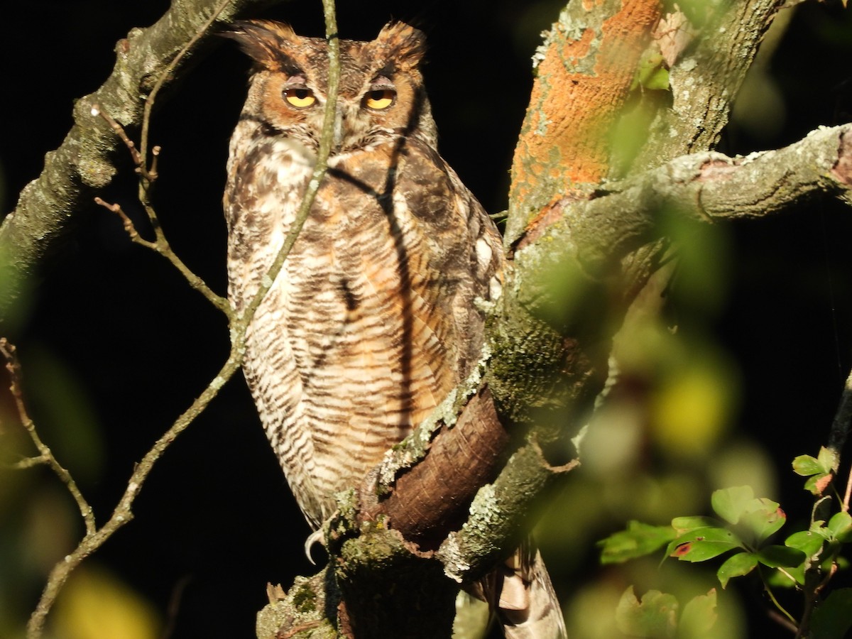 Great Horned Owl - ML609146294