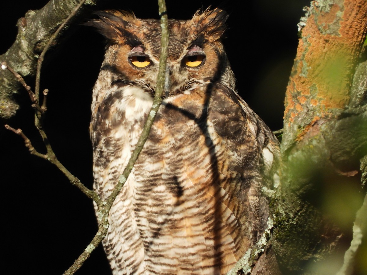 Great Horned Owl - ML609146296