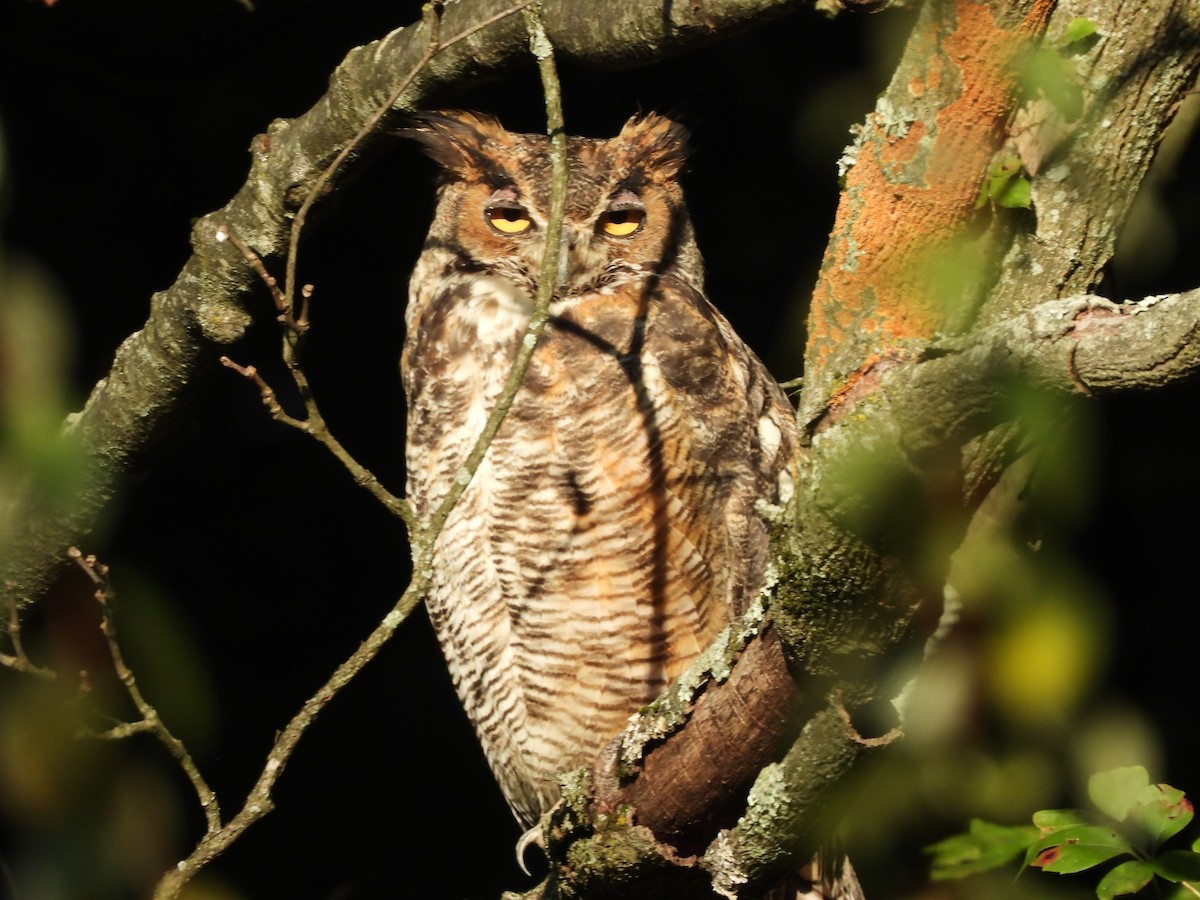 Great Horned Owl - ML609146297