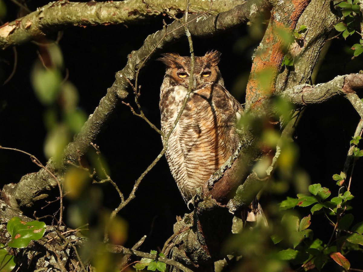 Great Horned Owl - ML609146305