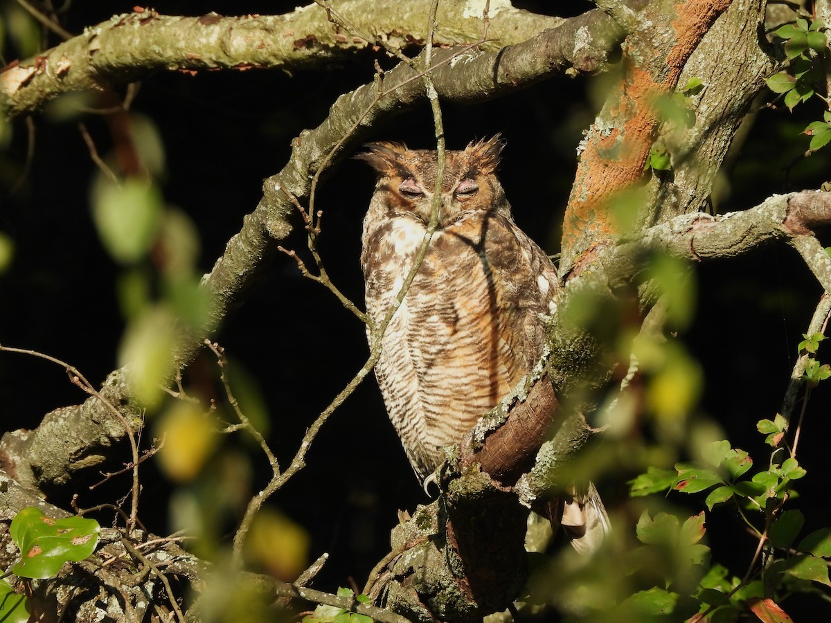 Great Horned Owl - ML609146307