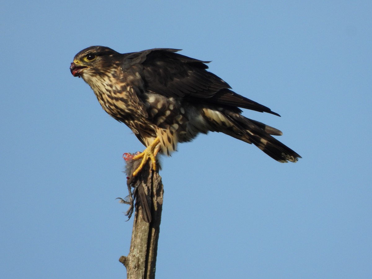 Merlin - JamEs ParRis