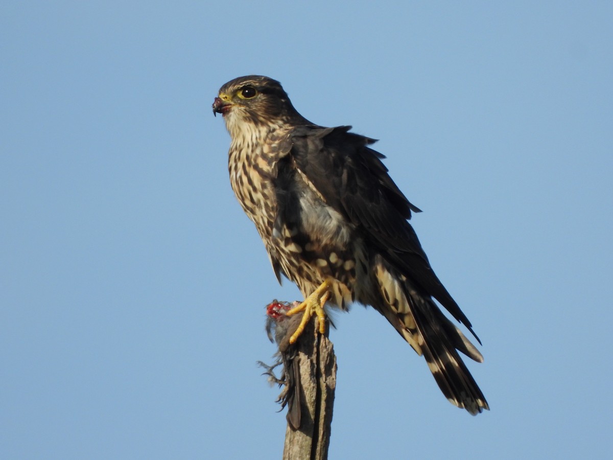 Merlin - JamEs ParRis