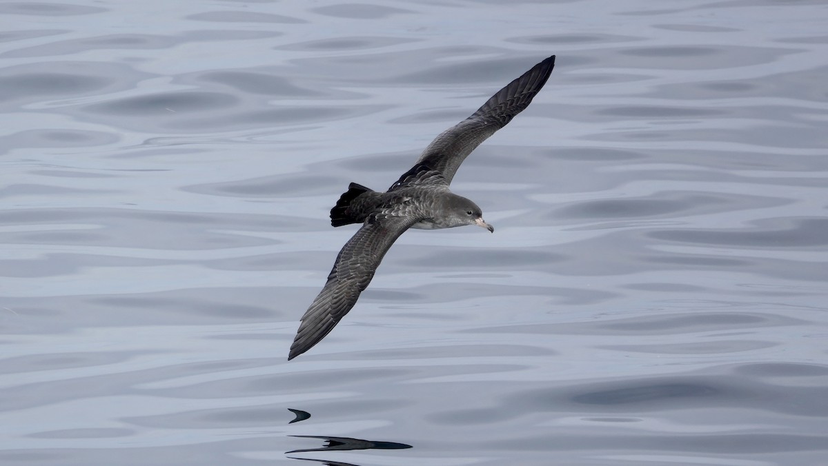 Pink-footed Shearwater - ML609146344