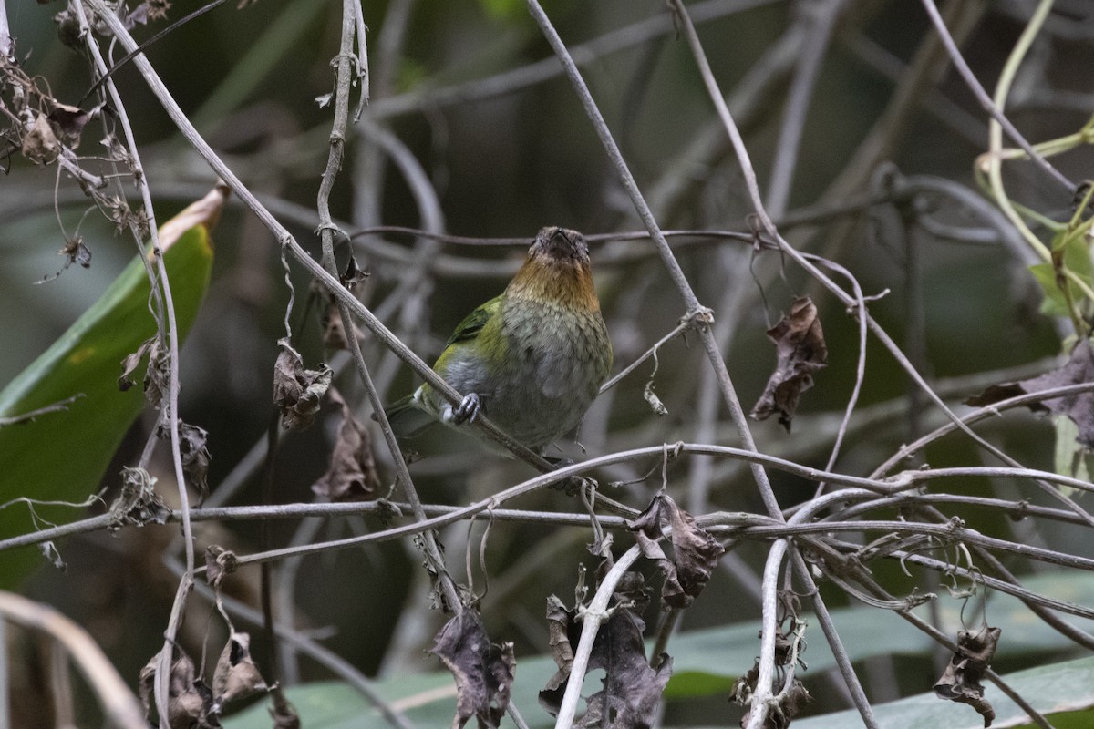 Silvery Tanager - Marcelo Corella