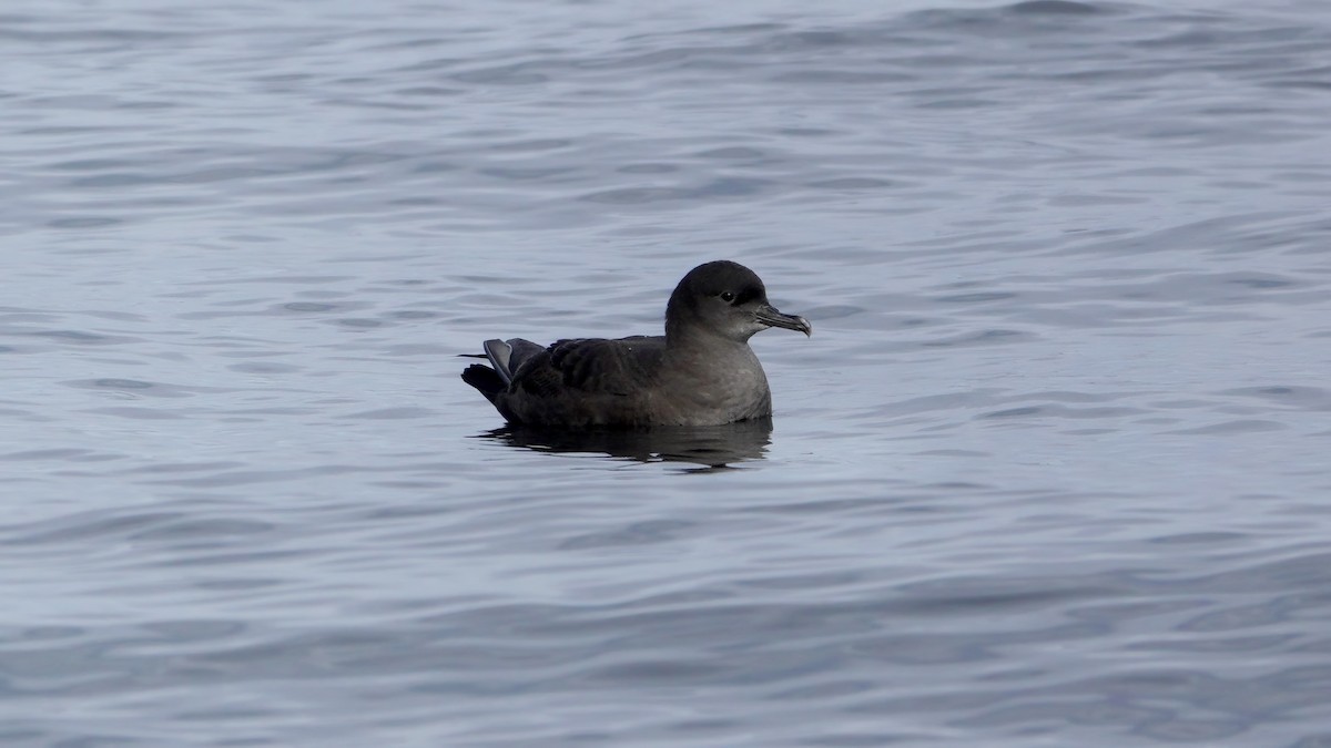 יסעור קצר-זנב - ML609146500