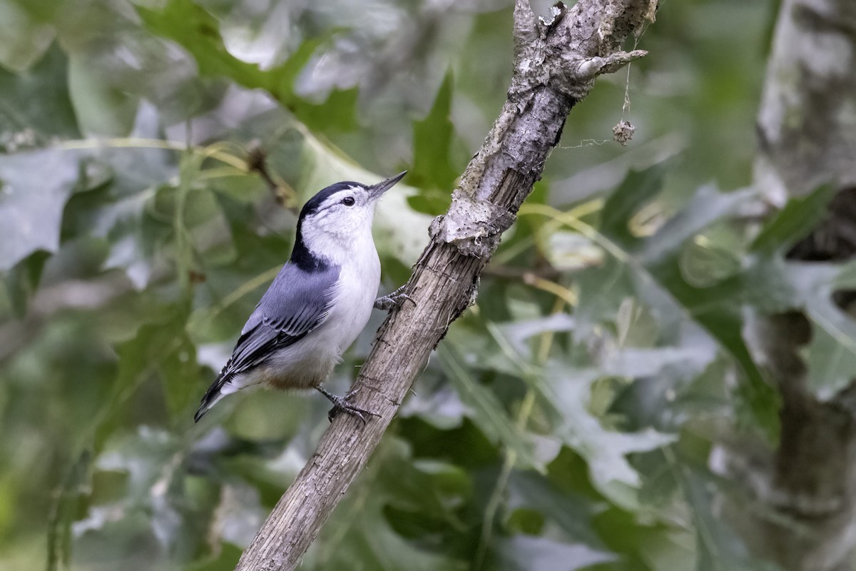 White-breasted Nuthatch - ML609146515