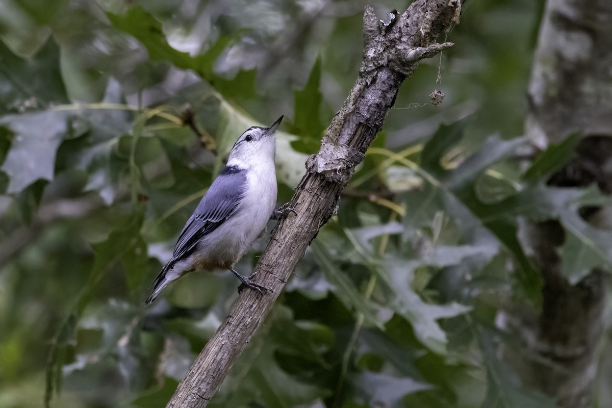 White-breasted Nuthatch - ML609146516