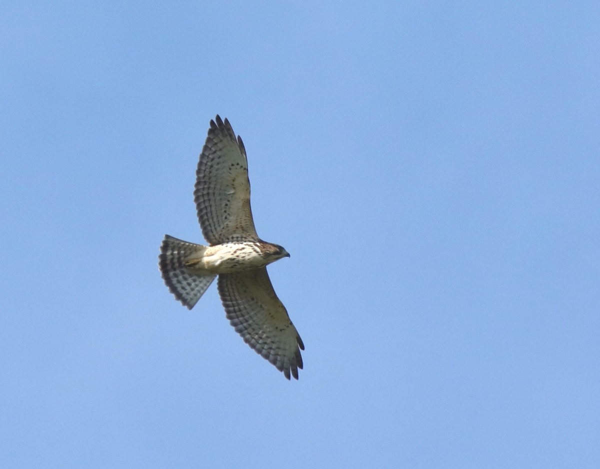 Broad-winged Hawk - ML609146541