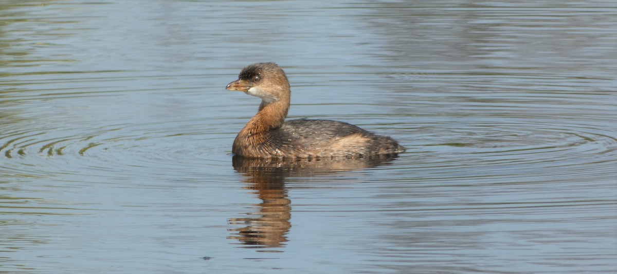 Pied-billed Grebe - ML609146567