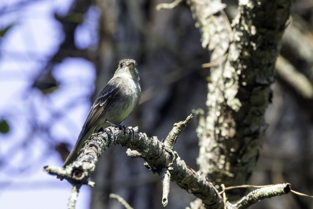 Eastern Wood-Pewee - ML609146578