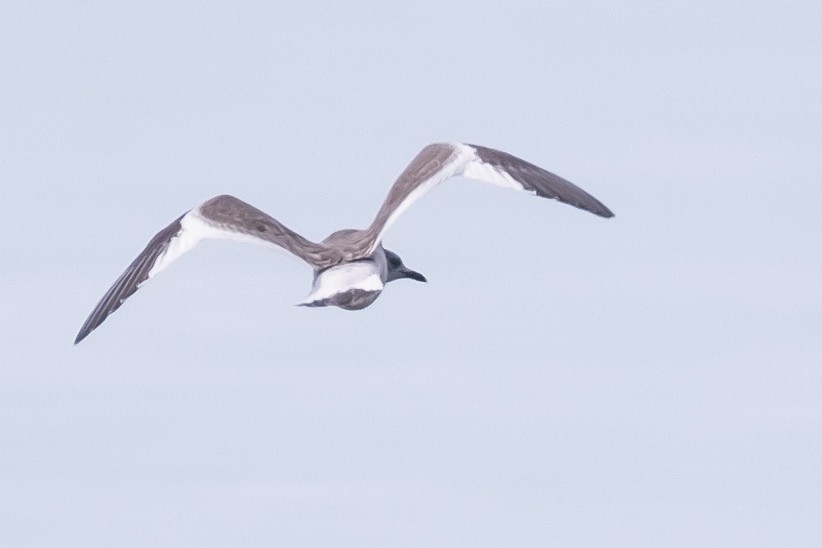 Sabine's Gull - ML609146583