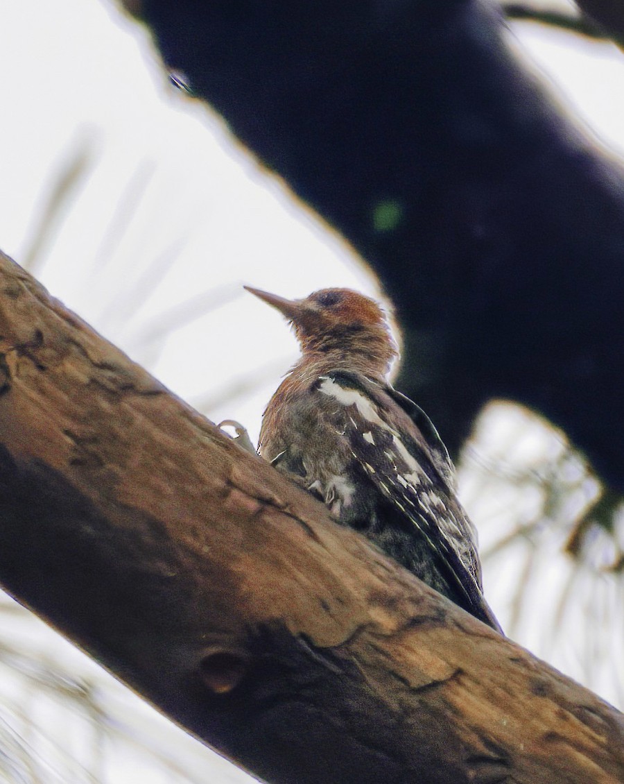 Red-breasted Sapsucker - ML609146599