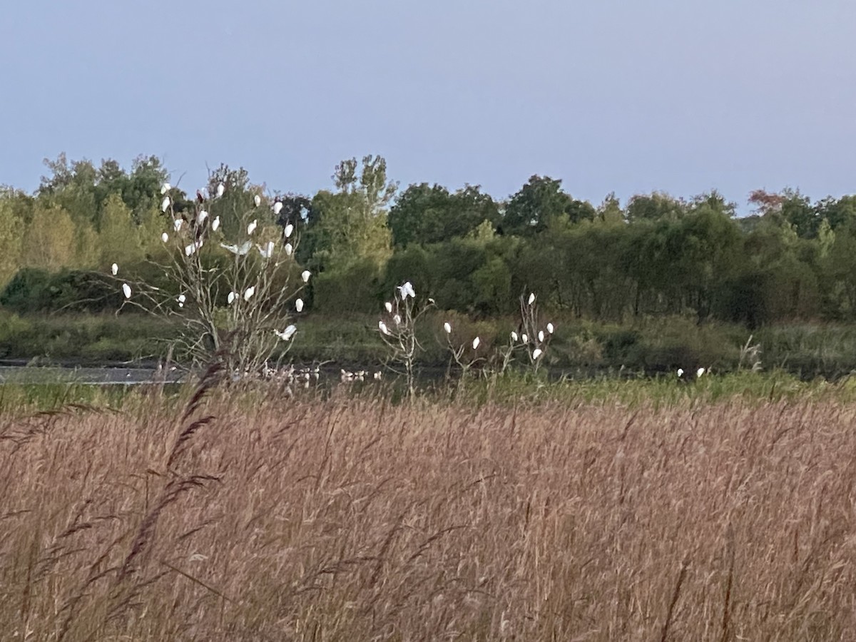 Great Egret - ML609146614