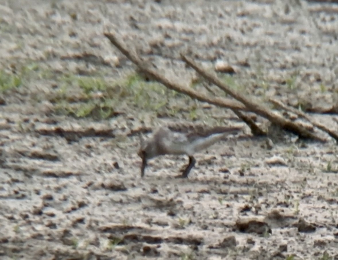 White-rumped Sandpiper - ML609146649