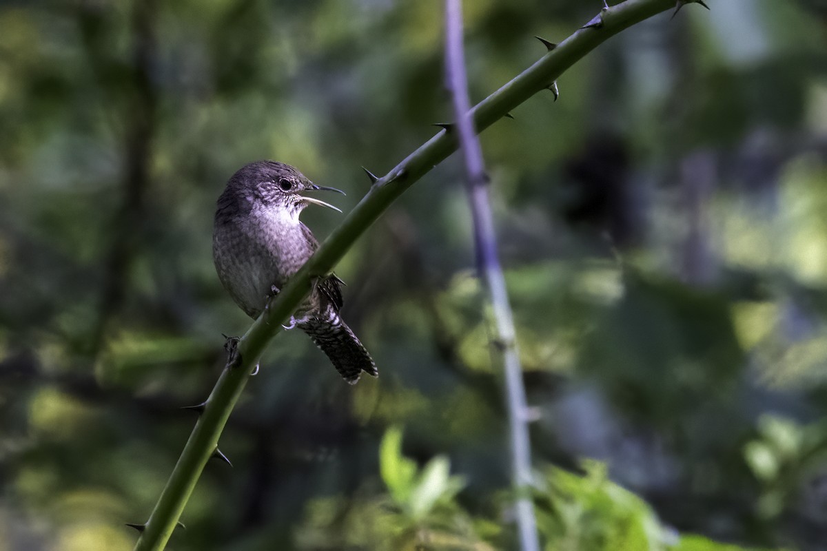 Northern House Wren - ML609146666