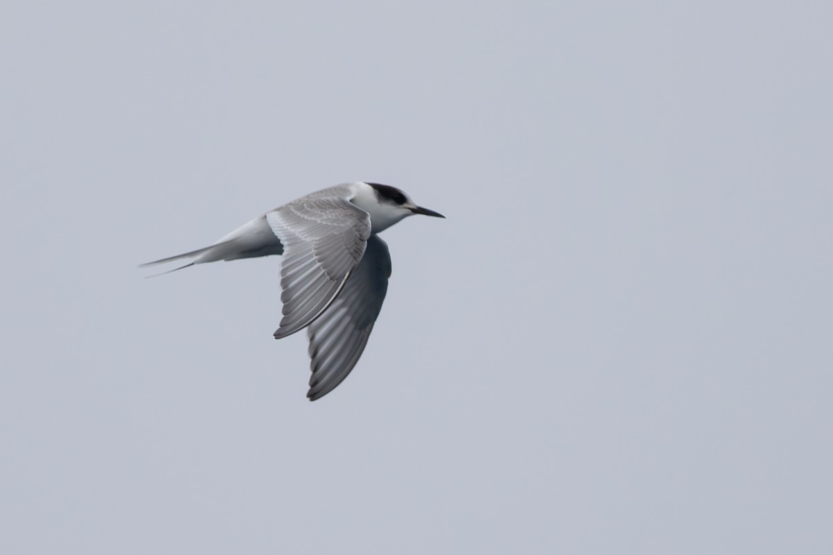 Arctic Tern - Rob Fowler