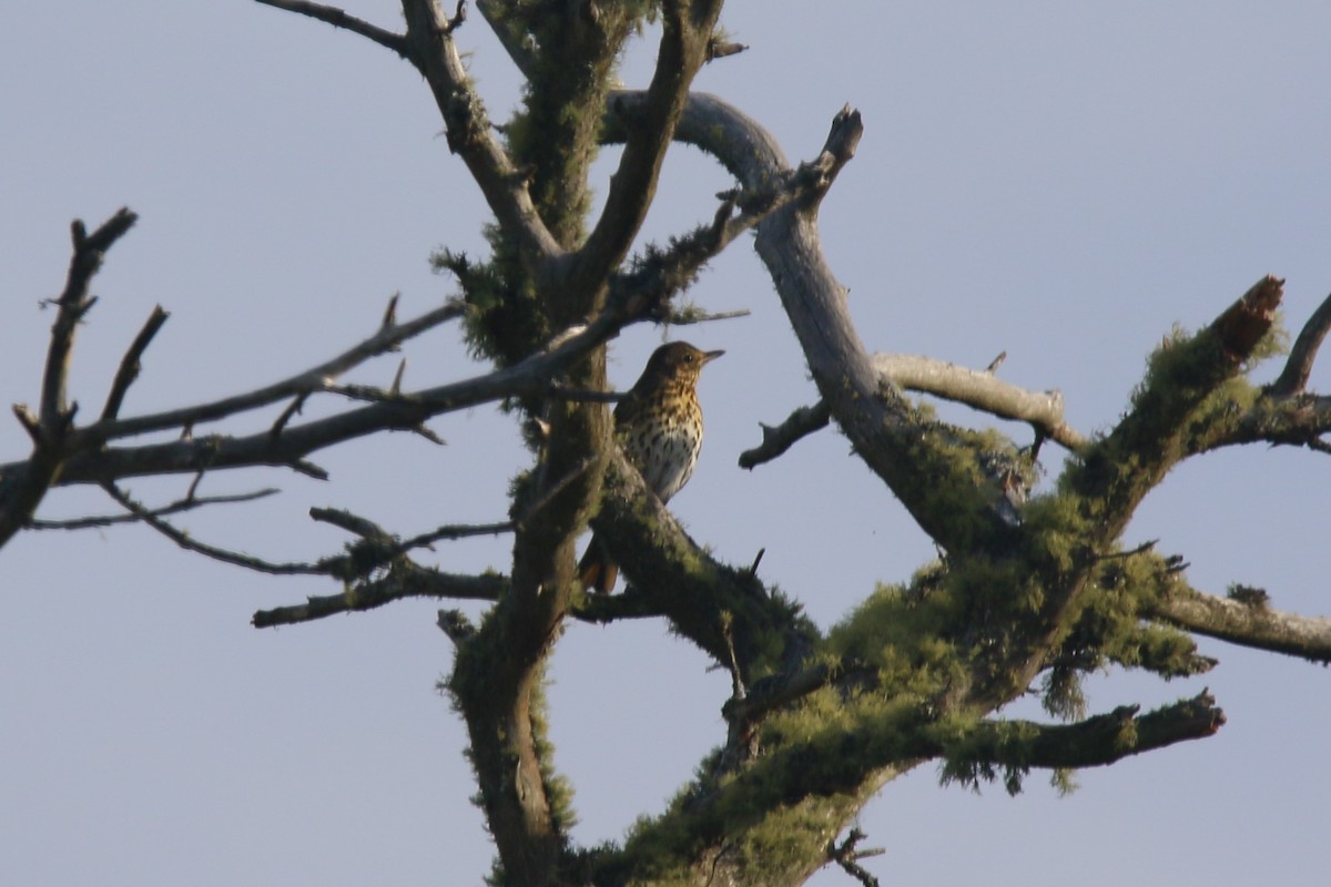 Song Thrush - ML609146731