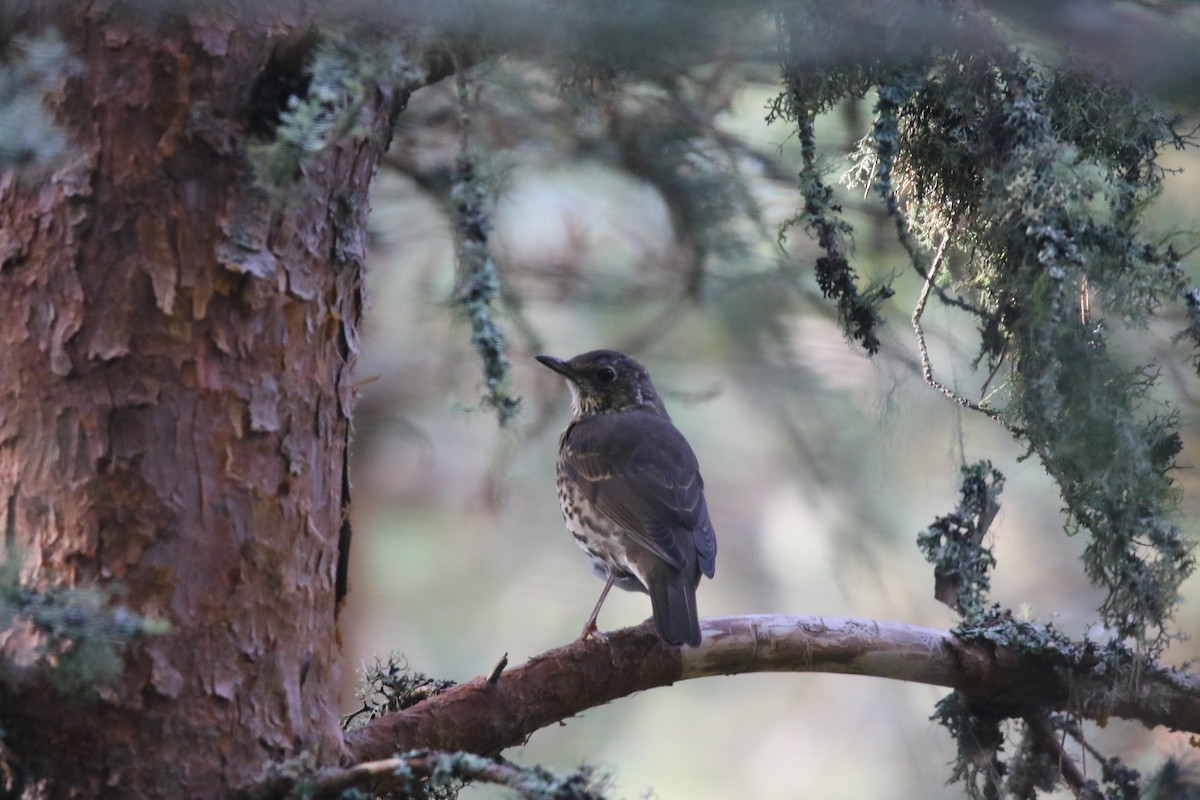 Song Thrush - ML609146732