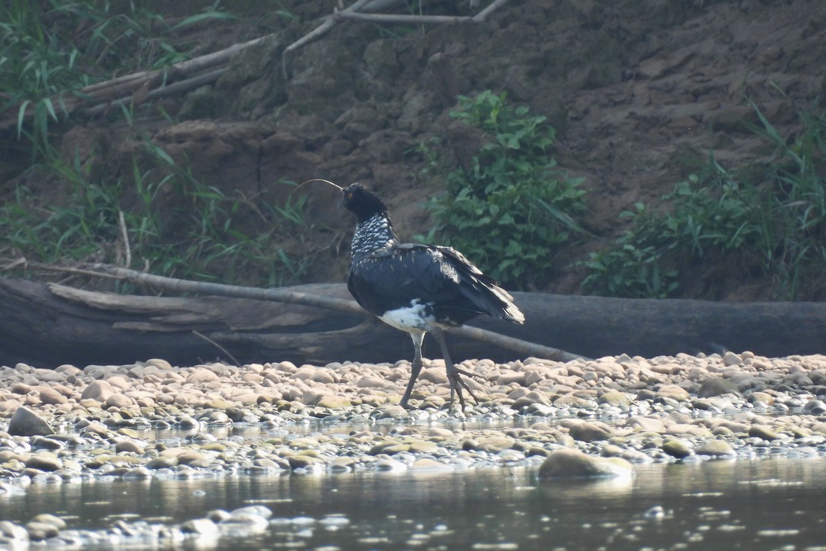 Horned Screamer - ML609146736