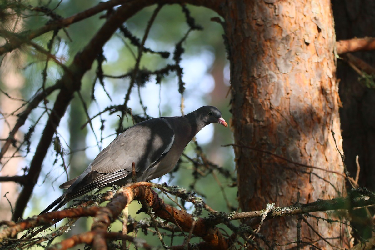 Common Wood-Pigeon - Kevin Lester