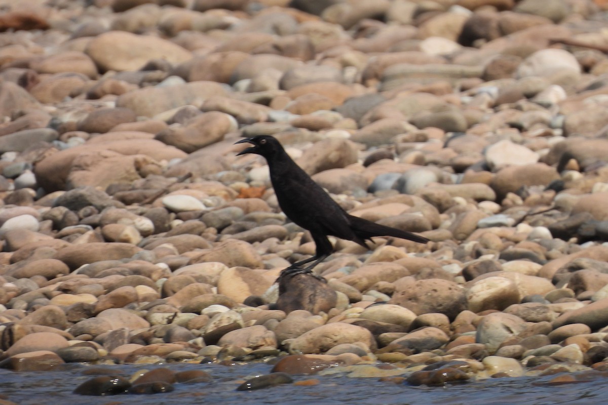 Giant Cowbird - ML609146803