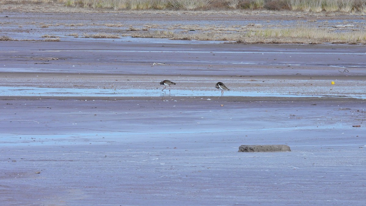 Southern Lapwing - ML609146804