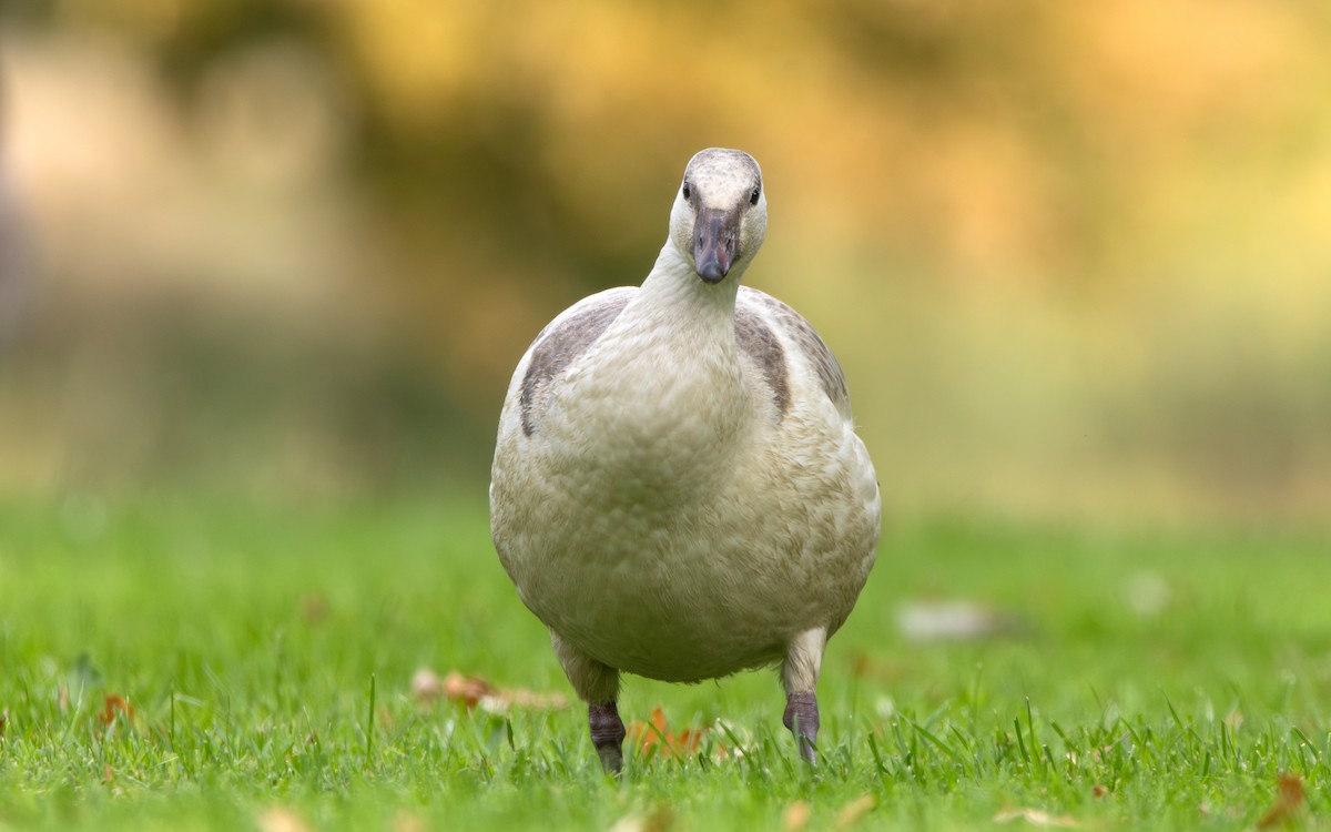 Ross's Goose - Arthur Mercado