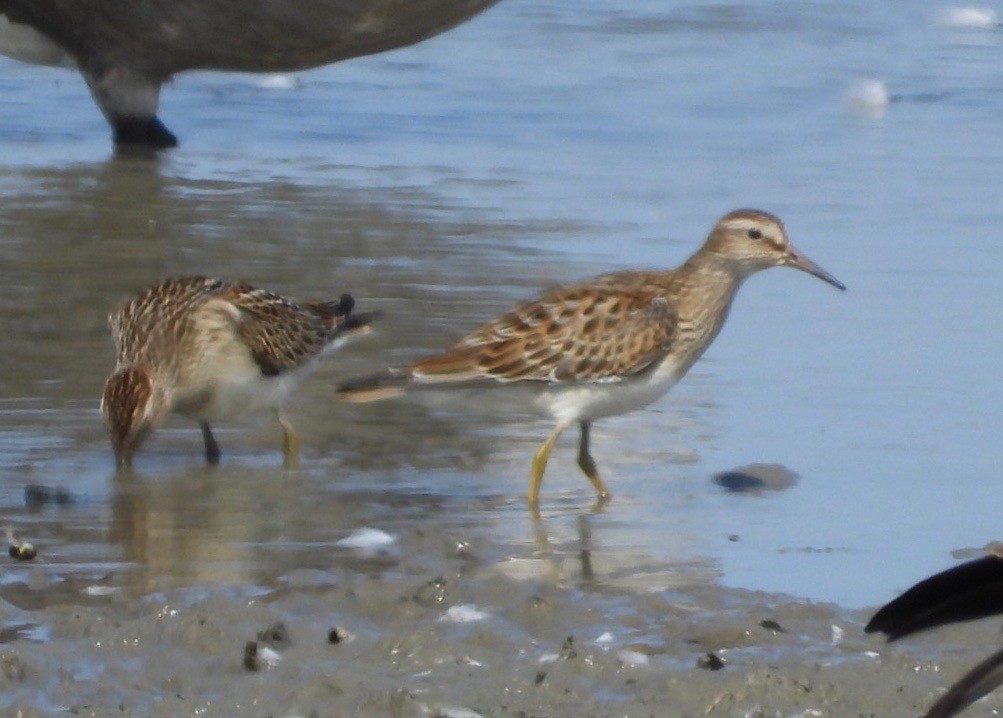 Graubrust-Strandläufer - ML609146886