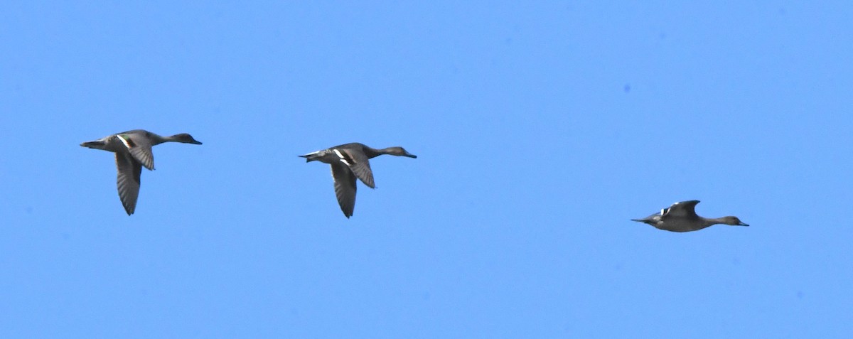 Northern Pintail - ML609146887