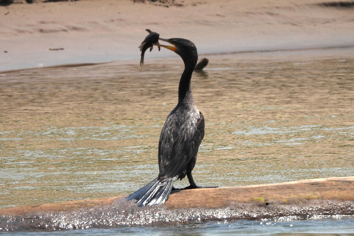 Neotropic Cormorant - ML609146961