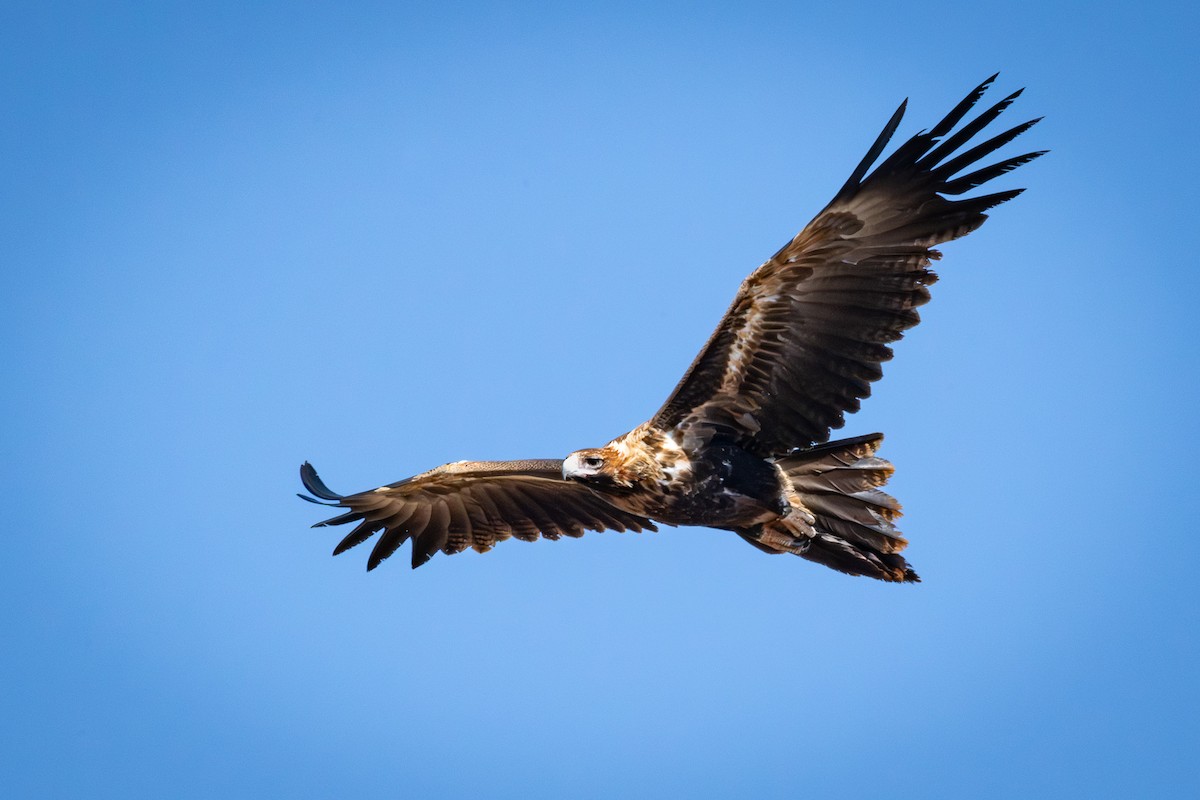 Wedge-tailed Eagle - ML609147011