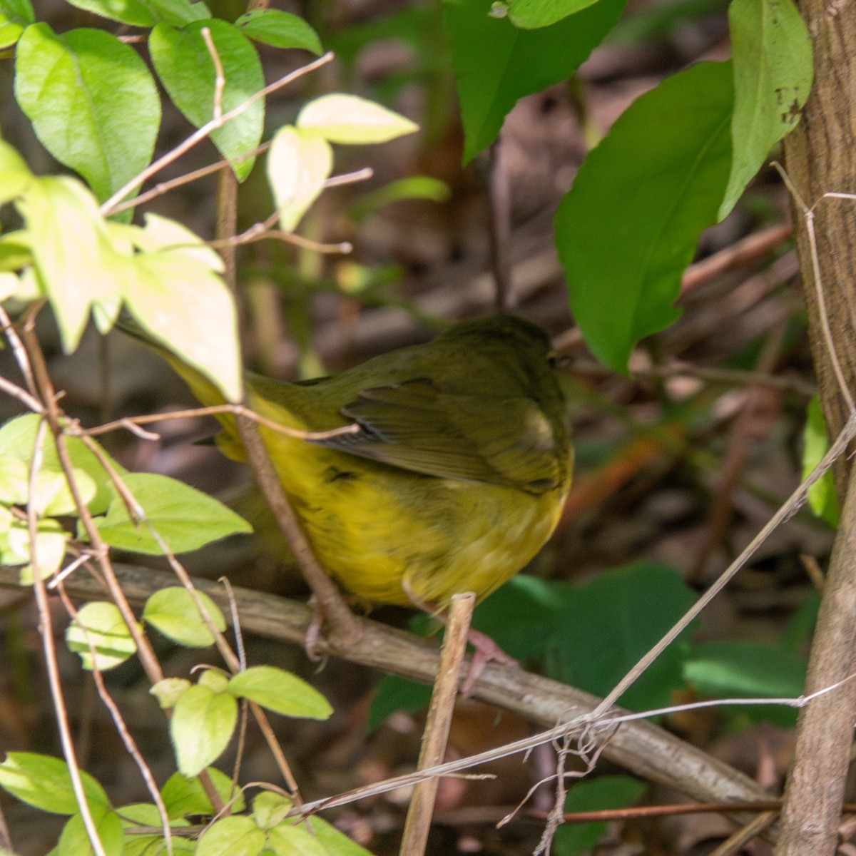 Mourning Warbler - ML609147085