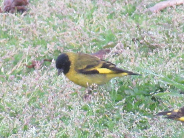 Hooded Siskin - ML609147138