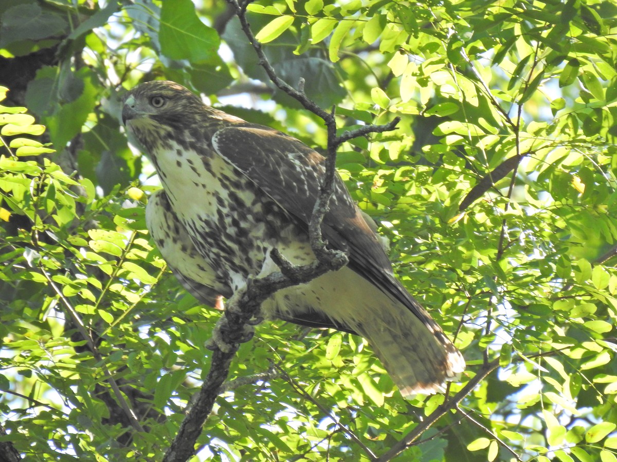 Red-tailed Hawk - Justin Harris