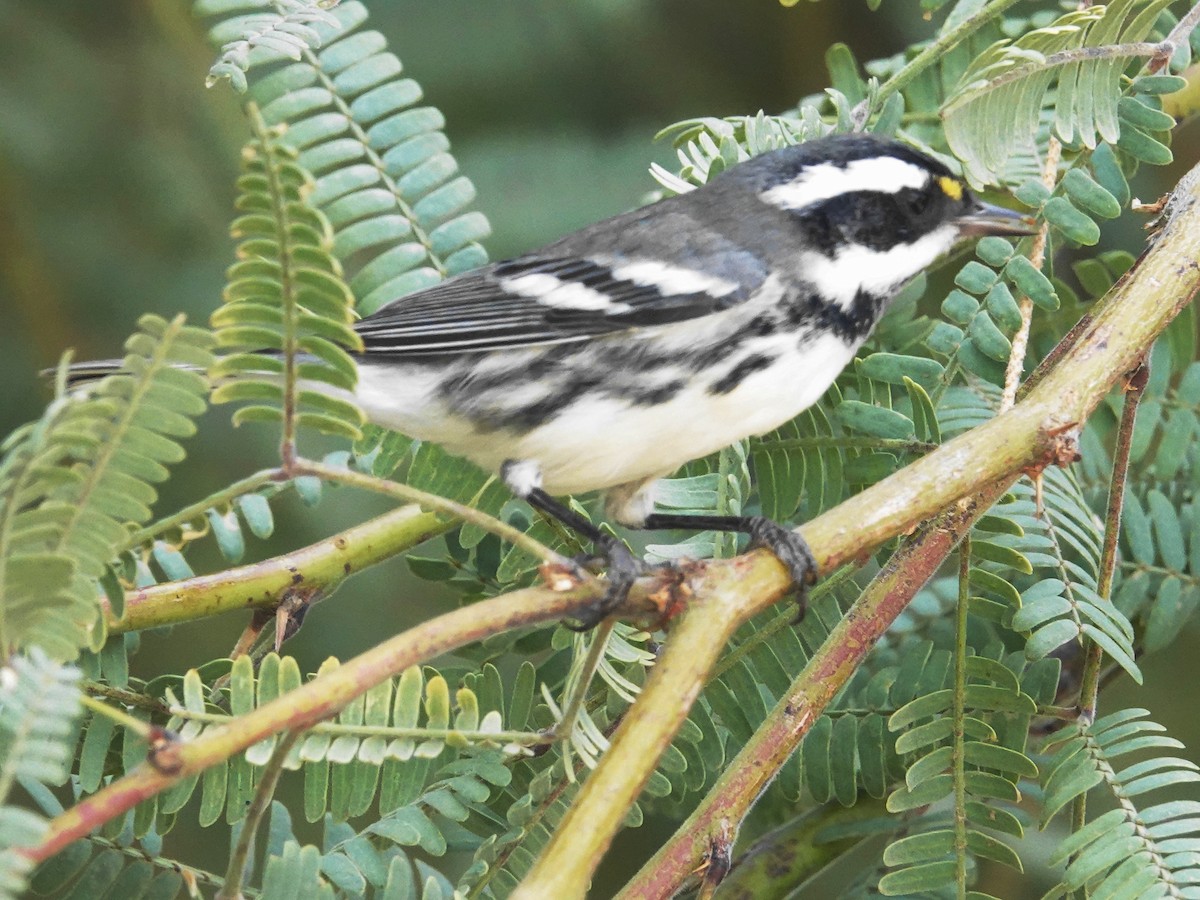 Black-throated Gray Warbler - ML609147177