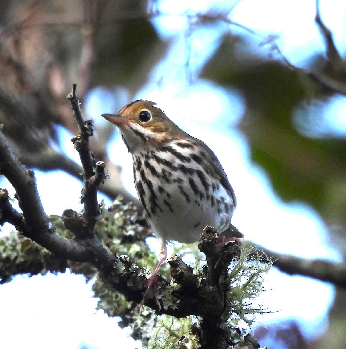 Ovenbird - ML609147196