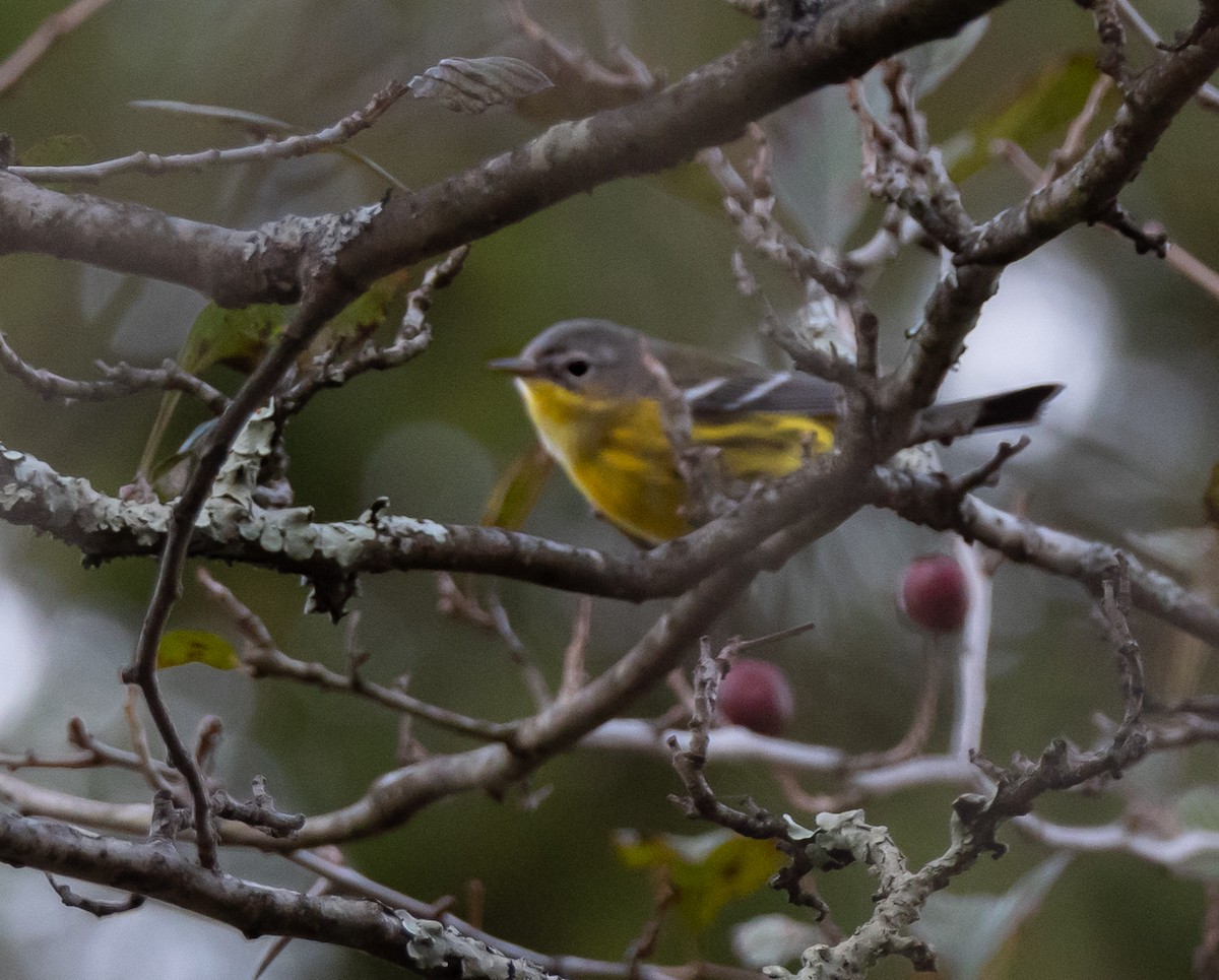 Magnolia Warbler - Jim Triplett