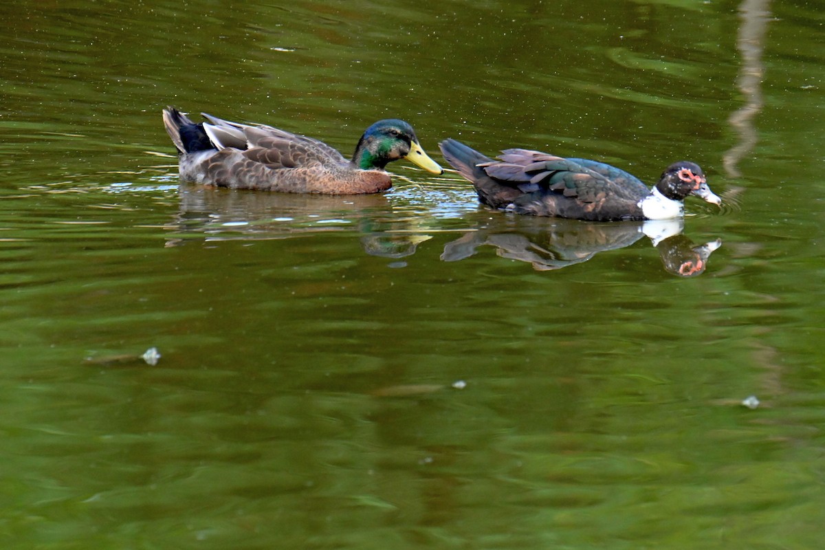 Fehlfarben-Stockente/Hausente - ML609147256