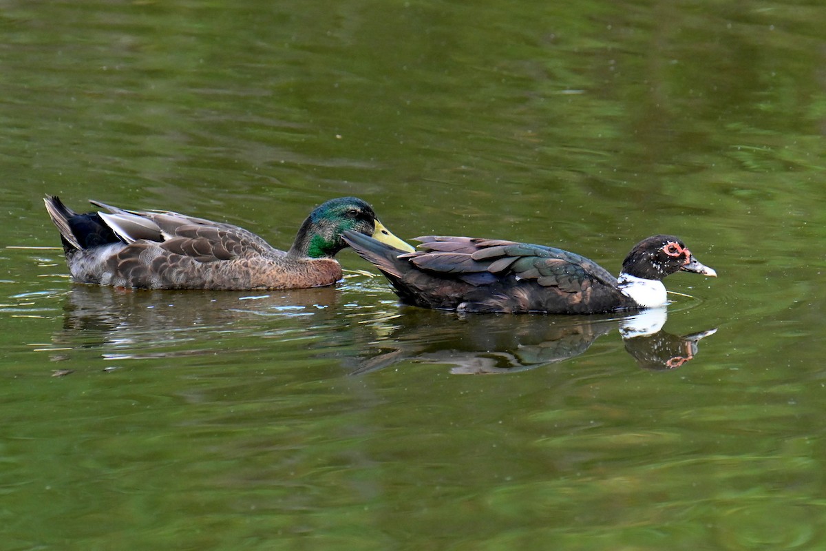 Canard colvert (forme domestique) - ML609147257