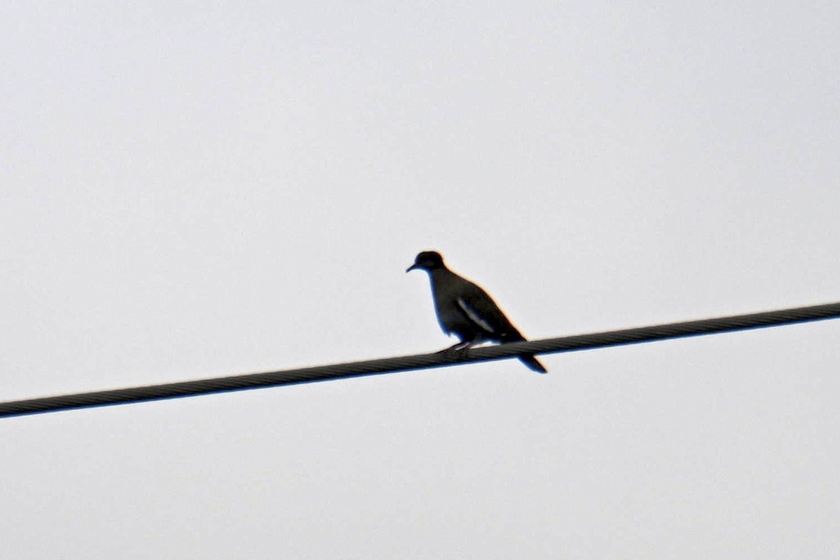 White-winged Dove - ML609147270